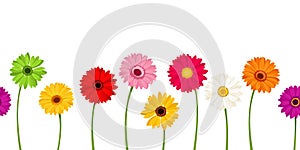 Horizontal seamless background with colorful gerbera flowers. Vector illustration.