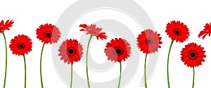 Horizontal seamless background with red gerbera flowers. Vector illustration.