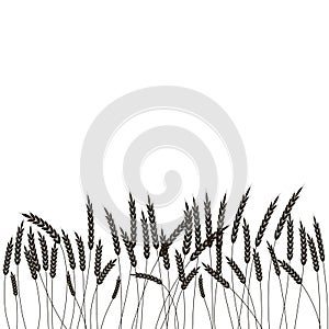 Horizontal seamless border of wheat in sketch vector illustration isolated on white. Ears of wheat for decoration, packaging