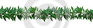 Horizontal seamless nature border with green leaves twisted vines ivy plant, bunch of skunkvine or or Chinese fever vine tropical photo