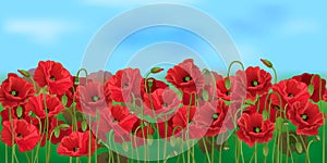 Horizontal seamless poppy field with the blue sky