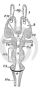 Horizontal Section of a Vertebrate Brain vintage illustration