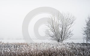 Horizontal shot of a bare leafless tree in a field covered in snow, shrouded in fog