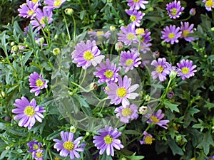 Horizontal shot of a beautiful purple Brachyscome flower on a green bush