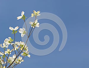 Beautiful Tennessee Dogwoods Against Clear Blue Sky With Copy Space photo