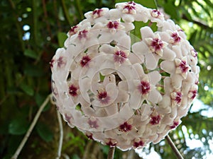 Horizontal shot of a beautiful white hoya flower on a greenery background