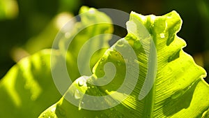 Horizontal shot of a bright green leaf with water drops on a background of the rest of the plant