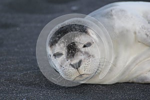 Horizontal shot of a cute baby seal on the black beach in Iceland