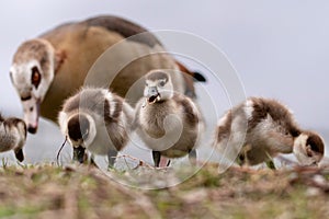 Horizontal shot of cute brown baby ducks with their mother on the grass during daytime