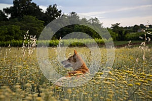 Horizontal shot of a field of everlasting flowers with a brown dog in Istria, Croatia