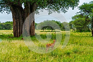 Horizontal shot of a gazelle next to a big tree in a wide green field during daylight