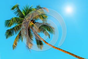 Horizontal shot - green coconut palms and sun.