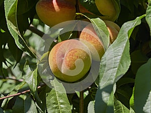 Late summer, autumn peaches ripening in a tree in the sunshine