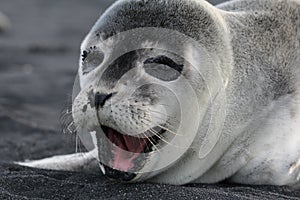 Horizontal shot of a happy baby seal on the black beach in Iceland