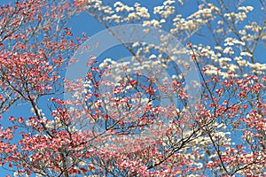 Ivory and Pink Dogwoods Against a Springtime Sky photo
