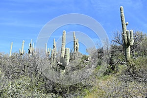 Horizontal shot of a landscape with saguaro cactus in the Sonoran Desert north of Phoenix, Arizona