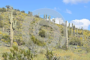 Horizontal shot of a landscape with saguaro cactus in the Sonoran Desert north of Phoenix, Arizona