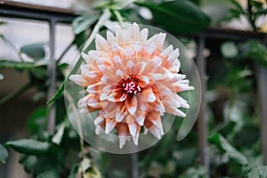 A horizontal shot of a large-feathered dahlia. The beautiful flower on the macro shot is nice