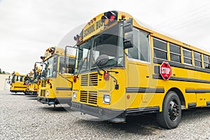 School Busses in Parking Lot