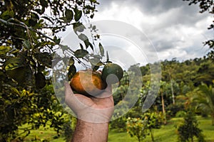 Horizontal shot of a man`s hand taking some tangerines from a tree branch with a background of rural vegetation