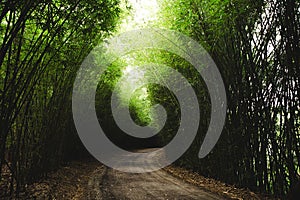 Horizontal shot of a pathway surrounded by tall thin green bamboos