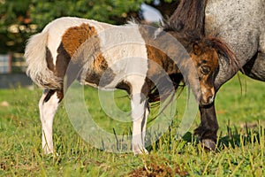 Horizontal shot of Piebald pony foal in a meadow covered with his mother`s tail.