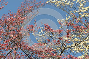 Pink and White Dogwoods Against a Blue Spring Sky photo