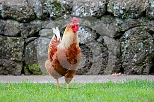 Horizontal shot of a rooster in a green field near a rock wall in New Zealand, Cornwall Park