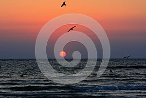 Horizontal shot of seagulls flying over the sea, sunset scenery in the background