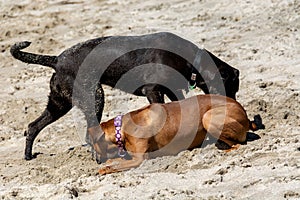 Horizontal shot of two dogs, brown and black, playing on the sand