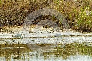 Horizontal shot of two white great eagles drinking water from a freshwater marsh near the bushes