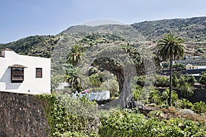 Dracaena draco tree, known locally as Drago Millenario, popular attraction in Icod de los Vinos photo