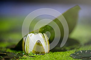 Horizontal shot of water lilypads in the pond