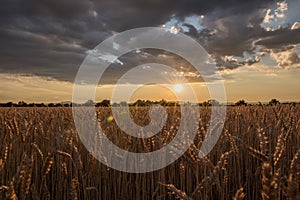 Horizontal shot of a wheat spike field at the time of sunset under the breathtaking clouds