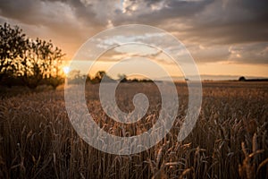 Horizontal shot of a wheat spike field at the time of sunset under the breathtaking clouds