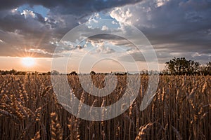 Horizontal shot of a wheat spike field at the time of sunset under the breathtaking clouds