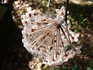 Horizontal shot of white hoya flowers  on a blurred soil background