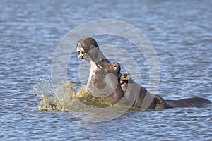 Horizontal side view of hippo yawning in water in Kruger Park So