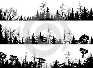 Horizontal silhouettes of coniferous wood. photo