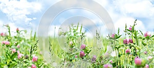 Horizontal spring banner with pink clover flowers in the meadow