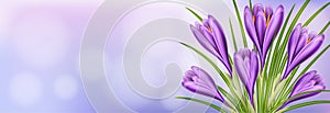 Horizontal spring banner with purple crocus flower