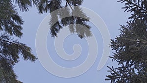 horizontal spruce branch swaying in the wind against the background of the sky