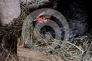 This horizontal stock image has a black colored laying hen chicken on her nest of straw, with barn boards in the background