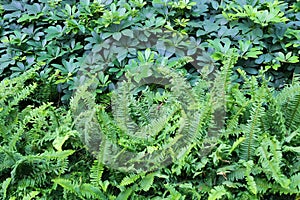 The Horizontal of Tassle Ferns Textured Background