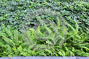 The Horizontal of Tassle Ferns Textured Background