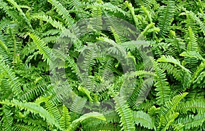 The Horizontal of Tassle Ferns Textured Background