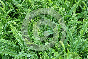 The Horizontal of Tassle Ferns Textured Background