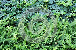 The Horizontal of Tassle Ferns Textured Background photo