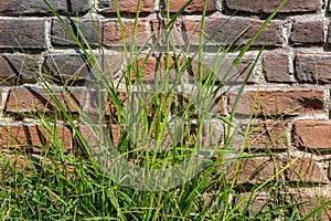 Horizontal texture of part of a brown old brick wall with green grass is on the photo