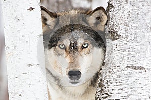 Horizontal timber wolf portrait